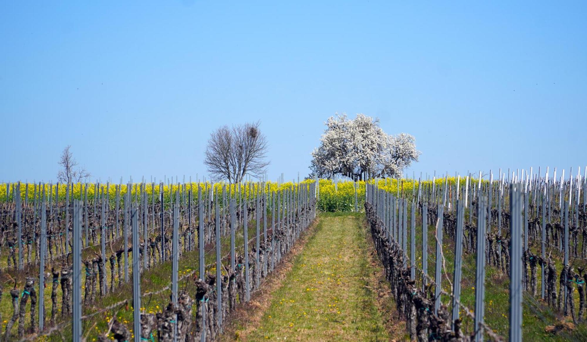 Mas Can Calet Aparthotel Les Franqueses del Vallès Zewnętrze zdjęcie
