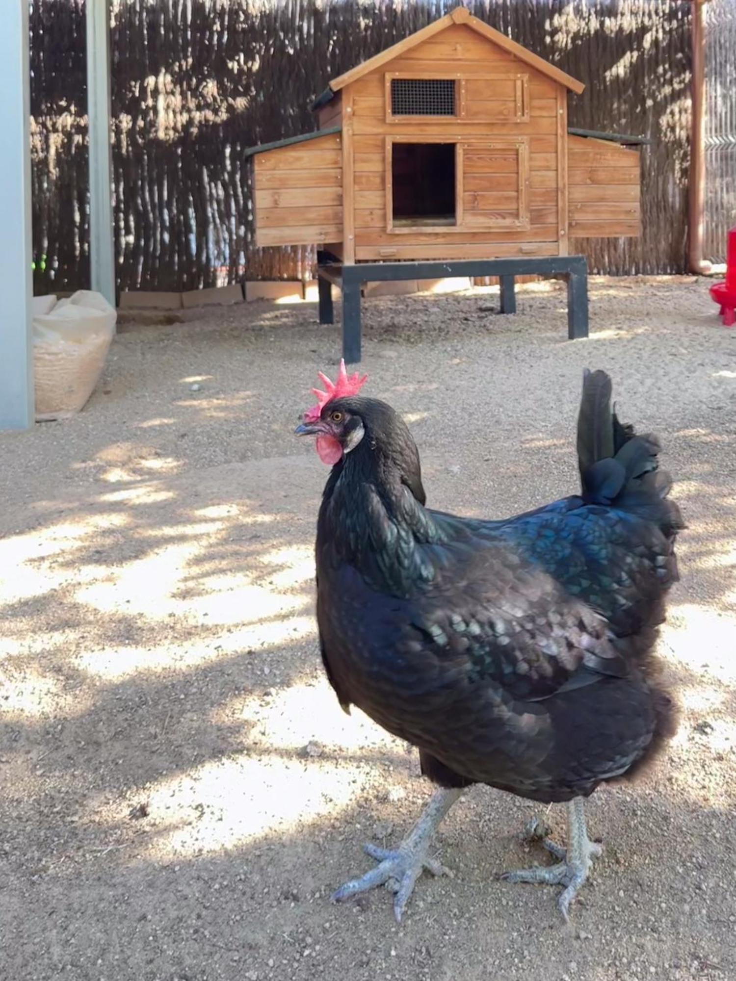 Mas Can Calet Aparthotel Les Franqueses del Vallès Zewnętrze zdjęcie